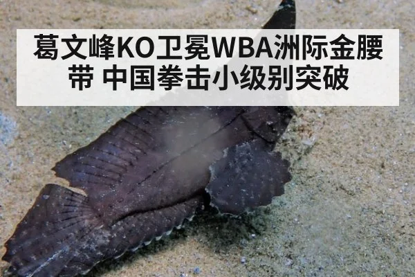 葛文峰KO卫冕WBA洲际金腰带 中国拳击小级别突破